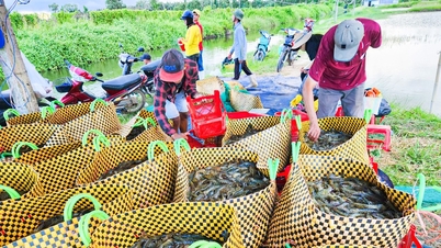 Desarrollo de 57.000 hectáreas de cultivo de camarón en aguas salobres, exportando 1.000 millones de dólares al año