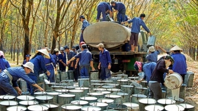 In the second quarter of 2024, Vietnam Rubber Industry Group's after-tax profit was nearly 1,000 billion VND.