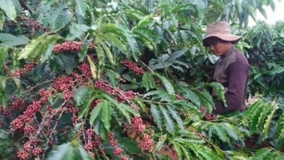 Phát triển vùng nguyên liệu nông, lâm sản đạt tiêu chuẩn xuất khẩu