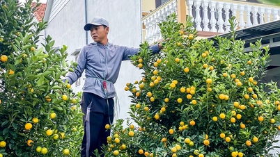 អ្នកថែសួននៅរដ្ឋធានី kumquat នៃភាគកណ្តាលវៀតណាម 'ទប់ដង្ហើមរបស់ពួកគេ' រៀបចំសម្រាប់ Tet
