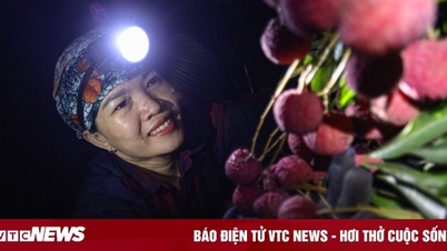 Bắc Giang: Nông dân trắng đêm soi đèn thu hoạch đặc sản vải thiều