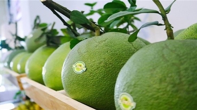 Bưởi tươi của Việt Nam được Hàn Quốc chính thức cho phép nhập khẩu