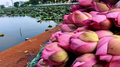 Giá tiêu vượt mốc 130.000 đồng/kg; sen đầu mùa đắt hàng, số lượng hạn chế