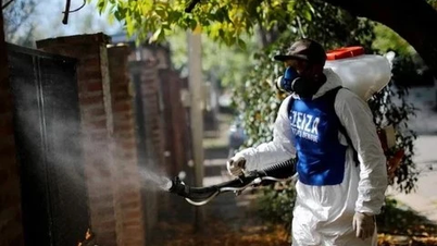 Dengue fever rages in the Americas