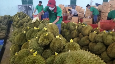 Mặt hàng sầu riêng đẩy kim ngạch xuất khẩu rau quả đạt mức kỷ lục