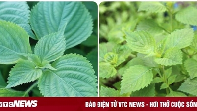 Cây rau kinh giới có tác dụng gì?