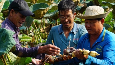 ដាំ​ឈូក​ផ្តល់​ប្រាក់​ចំណូល​ច្រើន​ជាង​ការ​ដាំ​ស្រូវ​ដល់​ទៅ​៣-៥​ដង កសិករ​ដាំ​ឈូក​ពង្រីក​ផ្ទៃដី​ដាំ​ឈូក​ជិត​១.៩០០​ហិកតា​។