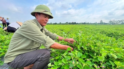 Trồng loài cây dược liệu có tác dụng với bệnh sỏi thận, nông dân một xã của tỉnh Hải Dương thu trăm triệu/ha