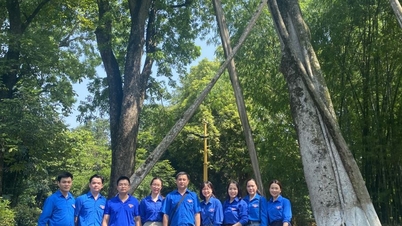 Chuyện kể về 'cây đa kiên trì' trong Khu Di tích Chủ tịch Hồ Chí Minh
