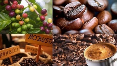 Lo ngại về triển vọng nguồn cung, giá cà phê xuất khẩu thiết lập mức cao mới