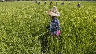 Myanmar to restrict rice exports
