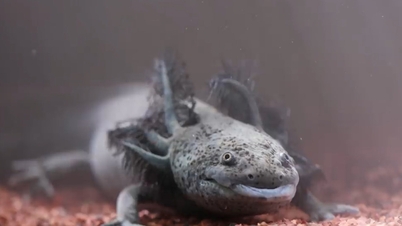Animals that can regenerate body parts