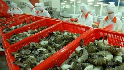 VASEP continues to propose abolishing quotas on Vietnamese shrimp imported into Korea