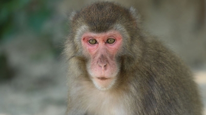 Monkey survives more than 2 years with transplanted pig kidney