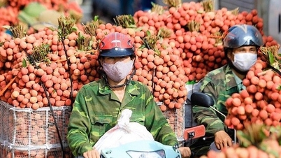 4 tháng đầu năm 2023, xuất khẩu sầu riêng tăng gần 6 lần; vì sao vải thiều Việt chưa vào được thị trường Đài Loan?