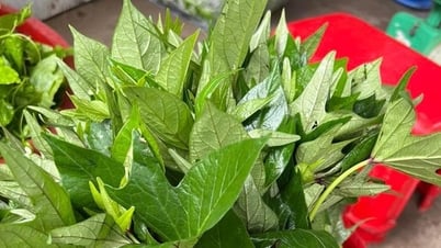 វាលបន្លែព្រៃនៅវៀតណាម ឆ្លៀតឱកាសរើសបន្លែព្រៃមួយក្តាប់តូច ចាប់ក្ដាមពីរបីដប់មកធ្វើស៊ុបឆ្ងាញ់ៗ