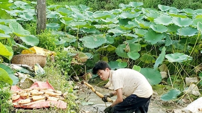 ឫស Lotus គឺជាឃ្លាំងផ្ទុកសារធាតុប្រឆាំងអុកស៊ីតកម្ម នៅប្រទេសកូរ៉េ វាមានតម្លៃដូចយិនស៊ិន ជួយកសិករ Lang Son ឱ្យមានភាពរុងរឿង។