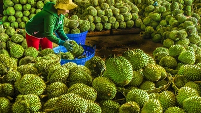 Xuất khẩu rau quả 6 tháng gần bằng cả năm ngoái