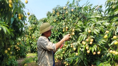 Siết chất lượng vải thiều xuất khẩu sang Nhật