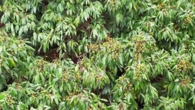 1,500 year old lychee tree still bears fruit