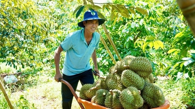 ความร้อนจากแหล่งปลูกทุเรียนภาคกลาง (ตอนที่ 1)