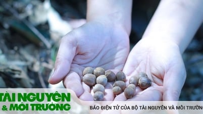 &quot;Lộc&quot; rừng...