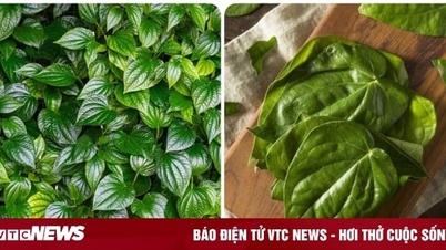 ស្លឹក​តើយ​អាច​ព្យាបាល​ការ​ច្រាល​អាស៊ីត​បាន​ទេ?