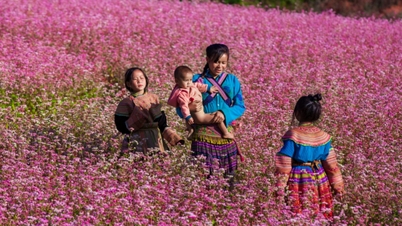 Khai mạc Lễ hội hoa tam giác mạch trên Cao nguyên đá Đồng Văn