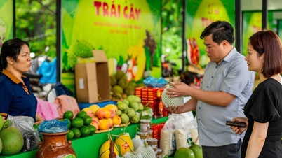 Cantaloupe ផ្លែប៉ោមបៃតង និងផ្លែឈើស៊ីរ៉ូនៅស្រុក Ninh Son នៃ Ninh Thuan ទទួលបានវិញ្ញាបនប័ត្រផលិតផល OCOP ក្នុងឆ្នាំ 2024