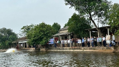 នៅ Bac Giang តើ​អ្នក​ចិញ្ចឹម​ត្រី​ទីឡាពៀ​ដោយ​របៀប​ណា​ទើប​វា​មាន​សុខភាព​ល្អ មាន​សាច់​ឆ្ងាញ់ មាន​អ្នក​មក​មើល​ច្រើន?