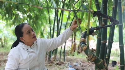 ដើម​ឫស្សី​បួន​រដូវ​នេះ «​ដើម​រឹង​» ដាំ​នៅ​កន្លែង​មួយ​ក្នុង​ខេត្ត Binh Thuan ប៉ុន្តែ​វា «​រក​លុយ​» ។