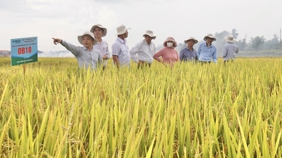 កសិករ Da Nang ចាប់អារម្មណ៍នឹងពូជស្រូវទាំងបីរបស់ Vinaseed