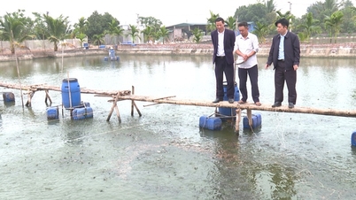 A farmer in Thai Binh province risked raising loach cartilage, unexpectedly it became a popular specialty with good income.
