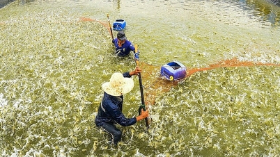 Xây hệ thống cấp nước cho 60.000 ha nuôi tôm ở miền Tây
