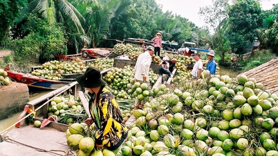 ការចរចា និងនាំយកដូងស្រស់ទៅសហរដ្ឋអាមេរិក
