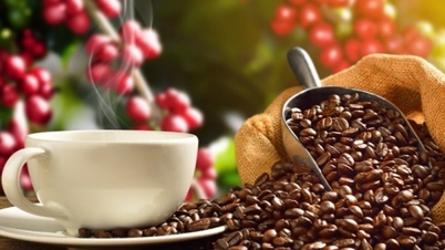Die Weltkaffeepreise schwanken stark, die Inlandspreise sind stabil. Wie sind die Marktprognosen für die neue Ernte?