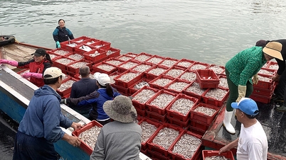 អ្នកនេសាទ Nghe An បានបុក Jackpot ជាមួយនឹង anchovies