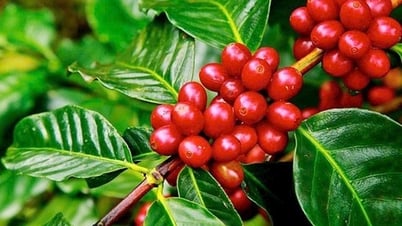 Thị phần cà phê của Việt Nam trong tổng lượng nhập khẩu của Italy tăng