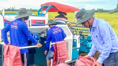 តម្លៃ​អង្ករ ST25 ឡើង​ថ្លៃ​ខ្លាំង
