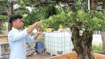 Trồng cây cảnh đang hot, đẹp như phim, anh nông dân Vĩnh Phúc "nhận lương cao" cả tỷ đồng