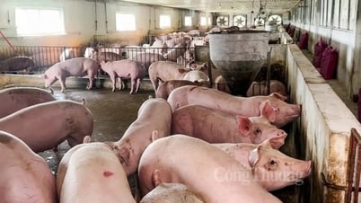 Im nördlichen und zentralen Hochland stieg der Preis um 1.000 VND/kg, der höchste Wert lag bei 64.000 VND/kg