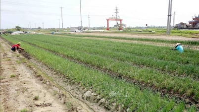 Deputy Minister Phung Duc Tien: Urgently restore production, ensure enough food at the end of the year