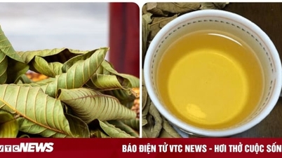 ស្លឹក​ផ្លែឈើ​លាយ​ទឹក​ជា​ឱសថ​បំប៉ន​បេះដូង និង​គ្រប់គ្រង​ជាតិ​ស្ករ​ក្នុង​ឈាម​យ៉ាង​មាន​ប្រសិទ្ធភាព។