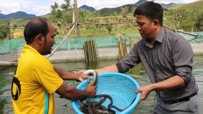 Nuôi thành công cá chình đặc sản thịt ăn bổ như "nhân sâm nước" ở Quảng Ngãi, bán 600.000 đồng/kg