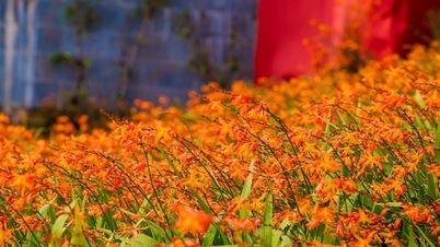 Lễ hội hoa dơn thóc rực rỡ sắc màu trên đỉnh Fansipan