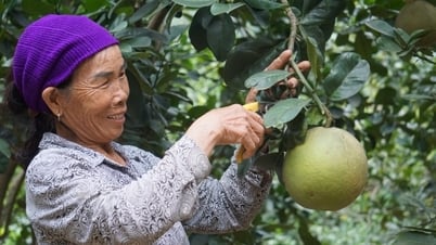 ស្ត្រី​ចំណាស់​ម្នាក់​នេះ​មាន​ចម្ការ​ផ្លែឈើ​ទំហំ ១៧ ហិកតា ដែល​អាច​រក​ចំណូល​បាន​រាប់​ពាន់​លាន​ដុង​ក្នុង​មួយ​ឆ្នាំ។