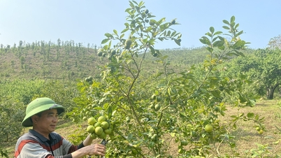 Trồng cây chanh bông tím cho quả quanh năm