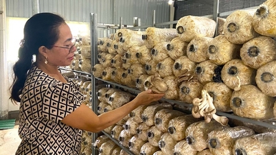 Nấm sò trắng, nấm bào ngư trồng thành công, treo la liệt, một nông dân Hà Tĩnh giàu hẳn lên
