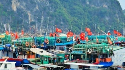 6 năm nỗ lực gỡ "thẻ vàng" IUU: Quyết tâm về đích