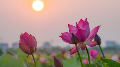 Ninh Bình ngày nắng hạ…